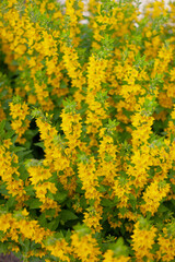 close-up of yellow loosestrife plant. texture. background. vertical photo