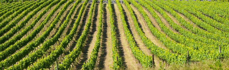 Fototapeta na wymiar Vineyards for the production of wine in Getaria, coast of Euskadi