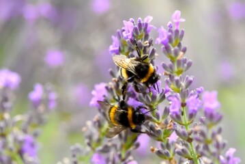 Bourdons sur épis de lavande
