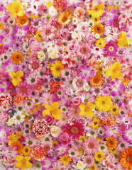 Obraz premium 花びらのパターン.jpg