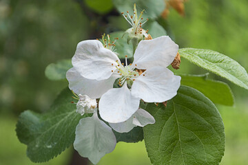 the apple tree flower blooms in summer.