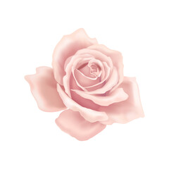 Rose Flower Head Composition