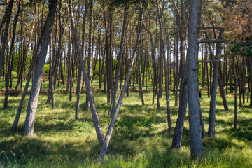 Blick durch einen Kiefernwald