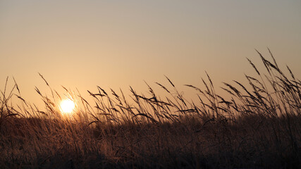 Grass beautiful at summer sunset and soft focus. Selective focus.