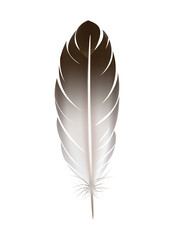 Black White Feather Composition