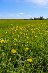 summer and sunny day in nature