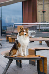 Shetland sheepdog sheltie in the city