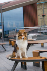 Fototapeta na wymiar Shetland sheepdog sheltie in the city