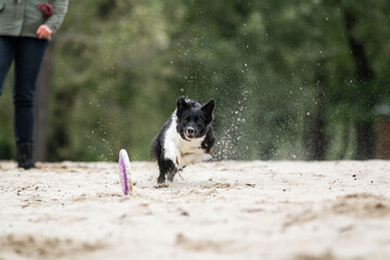 border collie playing with frisbee disc at the beach