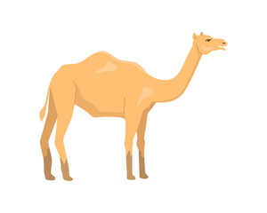 Camel African nature and fauna, isolated animal with humps on back. Domesticated livestock, Savannah and wilderness habitat in Africa. Flat cartoon, vector illustration
