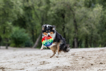 Shetland sheepdog sheltie playing with frisbee disc on the beach