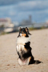 Shetland sheepdog sheltie on the beach