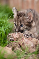 A young cheetah with blue eyes is hiding behind a small rock