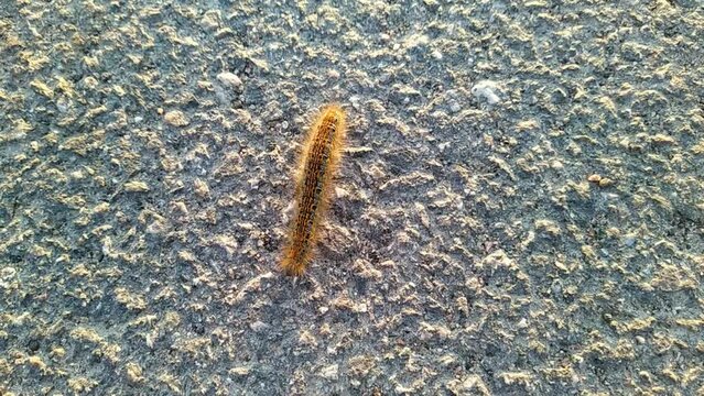 one big caterpillar closeup video