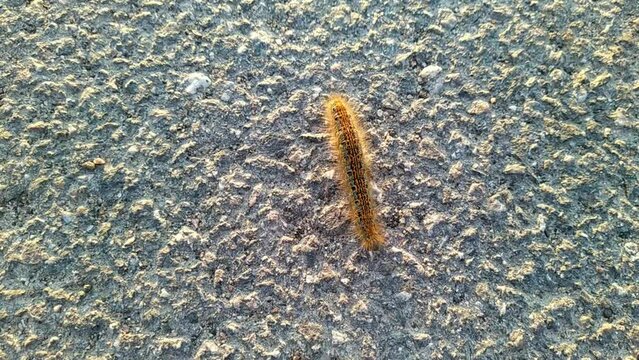one big caterpillar closeup video