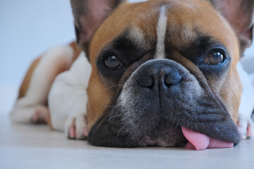 young funny french bulldog relaxing or dreaming closeup portrait, with cute eyes and long tongue, best friend on white background