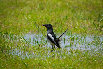 The bird with a worm in its mouth.