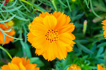 Beautiful Cosmos flower in the garden close up