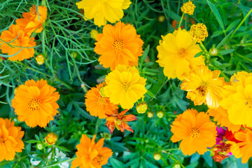 Beautiful Cosmos flower in the garden close up