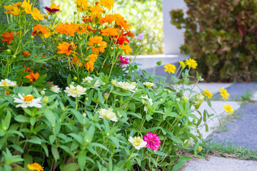 Obraz premium Beautiful colorful flower in the garden background