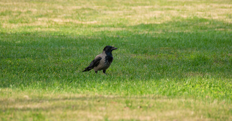 Obraz na płótnie Canvas hooded gray crow rests on a green lawn