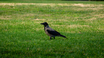 hooded gray crow rests on a green lawn