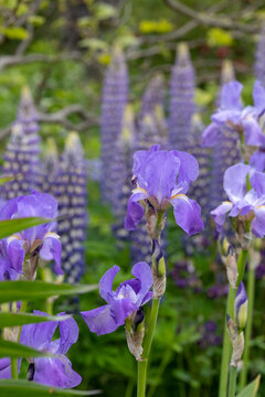 Cluster of stunning purple aquilegia columbine flowers and lupins, in well stocked garden.  Photographed in Dunvegan, Isle of Skye, Scotland UK