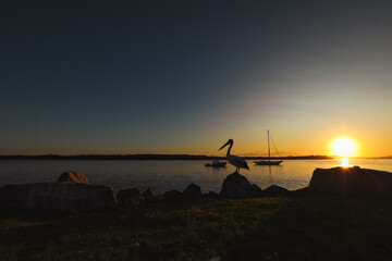 Silhouette of pelican with boats on the water in background, vibrant sunset at Iluka NSW Australia.