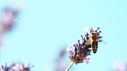 Bee In a Lavender Blossom, macrophotography.