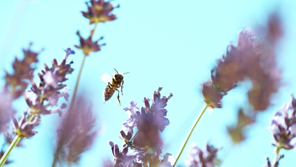 Bee In a Lavender Blossom, macrophotography.
