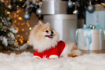 Pomeranian spitz dog in the new year sweaters in the Christmas studio