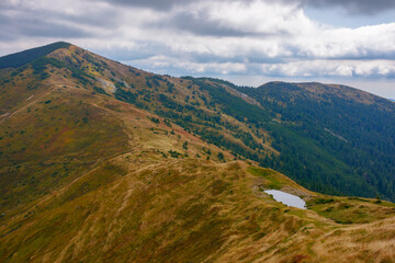 Naklejka premium carpathian mountains on an autumn day. stremenis peak in the distance beneath a cloudy sky. grassy alpine ridge with coniferous forest on the hills