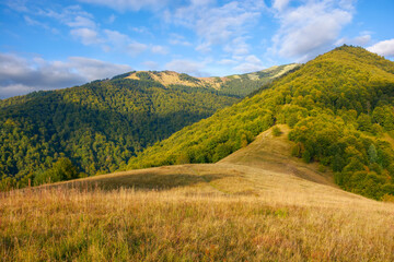 carpathian mountain landscape. grassy meadow on the forested hill of strymba ridge in evening light. sunny early autumn weather with fluffy clouds on the blue sky