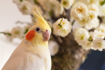 白梅とオカメインコ