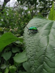 beetle resting on leaf 