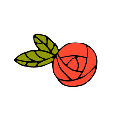 The Rose. Plant. Red flower. Vector hand-drawn doodle illustration. Flower.