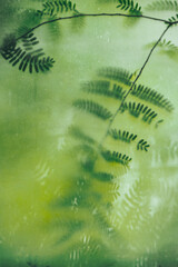 Burred green leaves behind frosted glass background