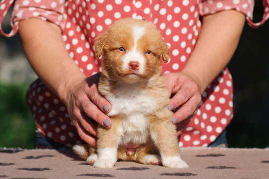 cute Nova Scotia duck tolling retriever toller puppy