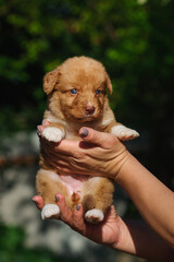 cute Nova Scotia duck tolling retriever toller puppy