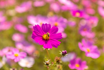 Fototapeta premium 藤原京跡のコスモス