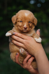 cute Nova Scotia duck tolling retriever toller puppy