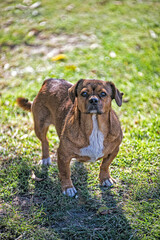 Cute dog in the field 