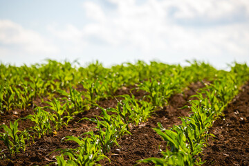 Corn field with young plants on fertile soil, a closeup with vibrant green on dark brown
