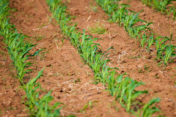 Corn field with young plants on fertile soil, a closeup with vibrant green on dark brown