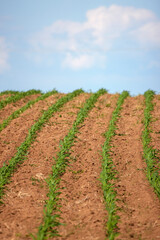 Fototapeta na wymiar Corn field with young plants on fertile soil, a closeup with vibrant green on dark brown