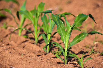 Corn field with young plants on fertile soil, a closeup with vibrant green on dark brown