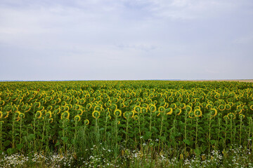 Fototapeta na wymiar agricultural field with young sunflower at the beginning of flowering