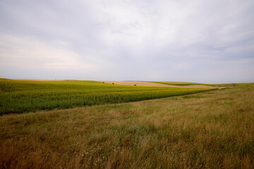 mixed agricultural fields with wheat and sunflower