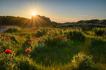 Sunburst over Bamburgh Castle and Flowers, above oriental poppies in the Bamburgh sand dunes on...
