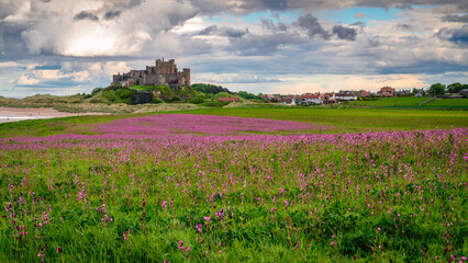 Fototapeta na wymiar Bamburgh Castle Village and Red Campion, a crop at Bamburgh village on Northumberland's coastline AONB, adjacent to the Northumberland 250 route